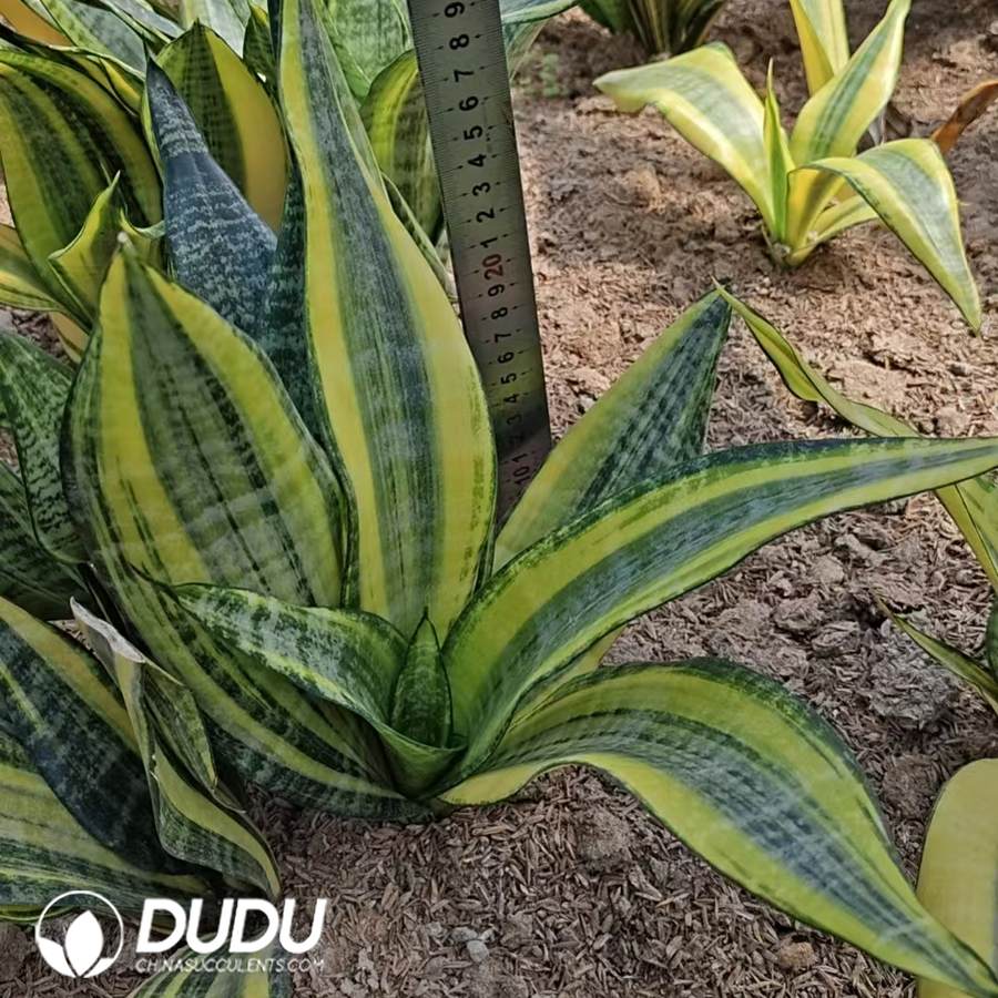 10744D300.jpg Sansevieria Trifasciata 'Gold Flame' - Image 1