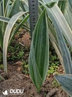 Sansevieria Trifasciata 'Bantel's Sensation'