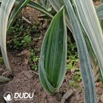 Sansevieria Trifasciata 'Bantel's Sensation' - Image 2