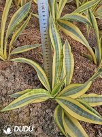 Sansevieria Shui Yue Lan