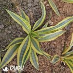 Sansevieria Shui Yue Lan - Image 2