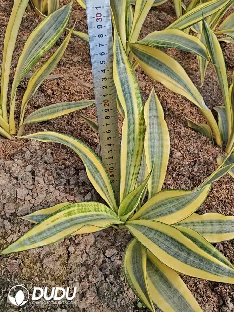 10746D300.jpg Sansevieria Shui Yue Lan - Image 1