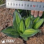 Sansevieria Black Gold Thread