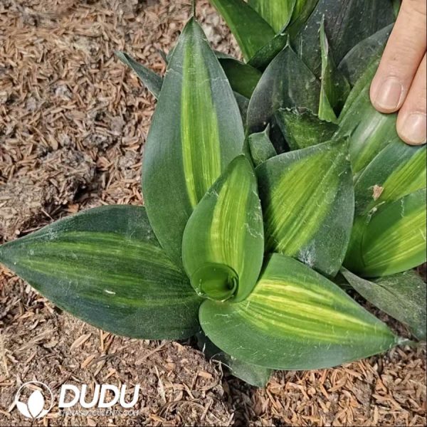 Sansevieria Black Gold Thread - Image 2