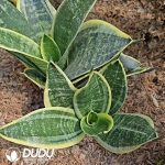 Sansevieria Golden Tiger Ear - Image 2