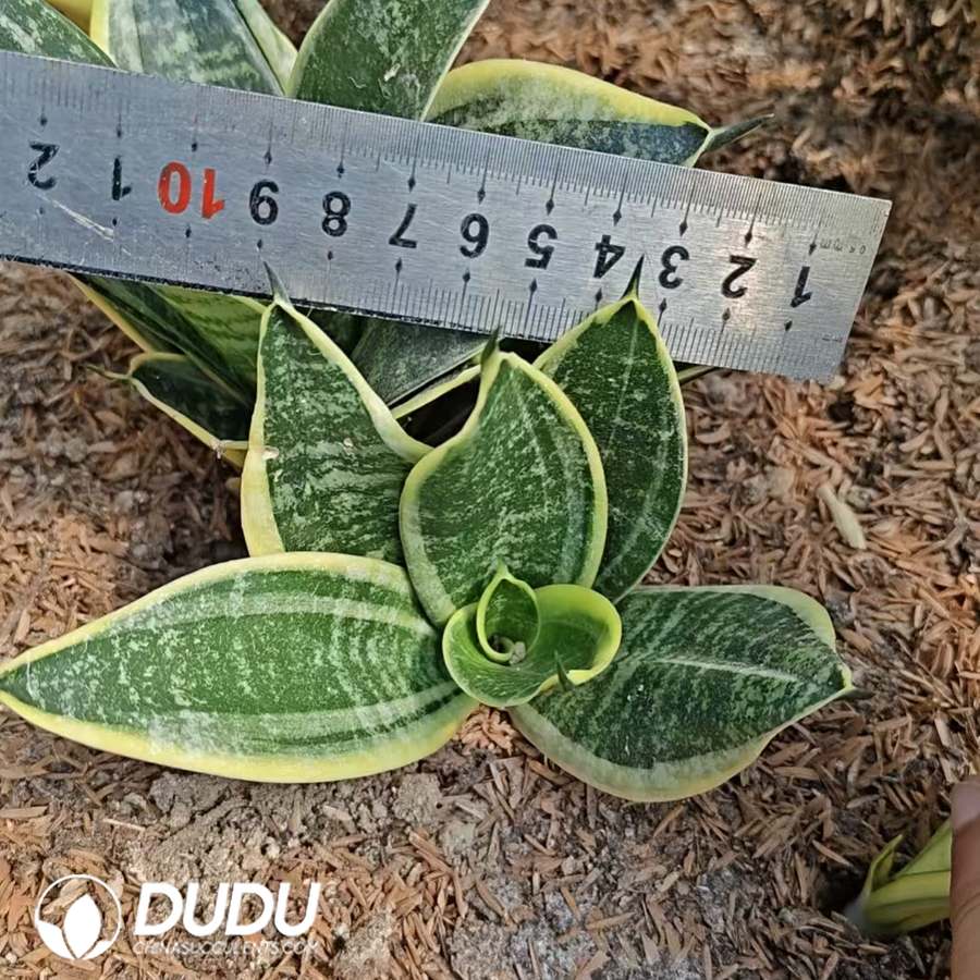 10750D120.jpg Sansevieria Golden Tiger Ear - Image 1