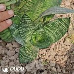Sansevieria Tiger Ear - Image 2