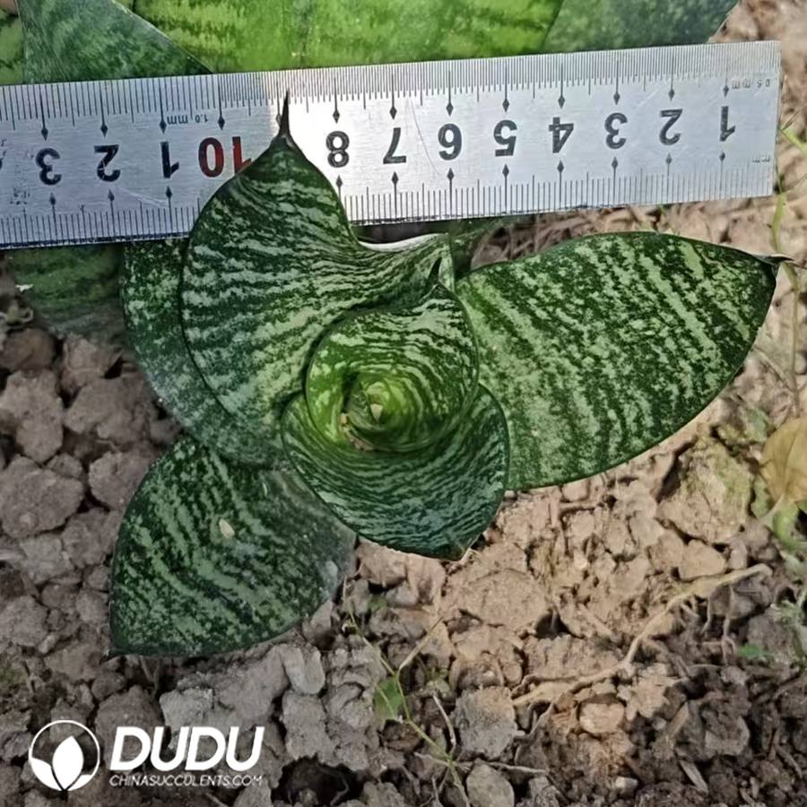 10751D120.jpg Sansevieria Tiger Ear - Image 1