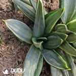 Sansevieria Trifasciata 'Whitney' - Image 2
