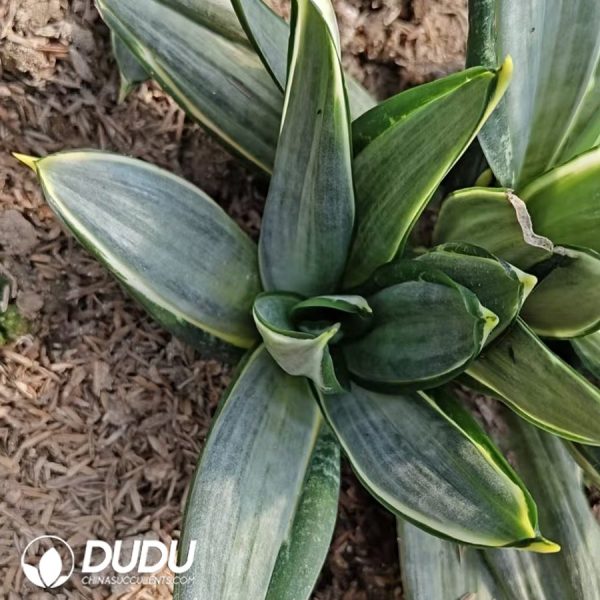 Sansevieria Trifasciata 'Whitney' - Image 2