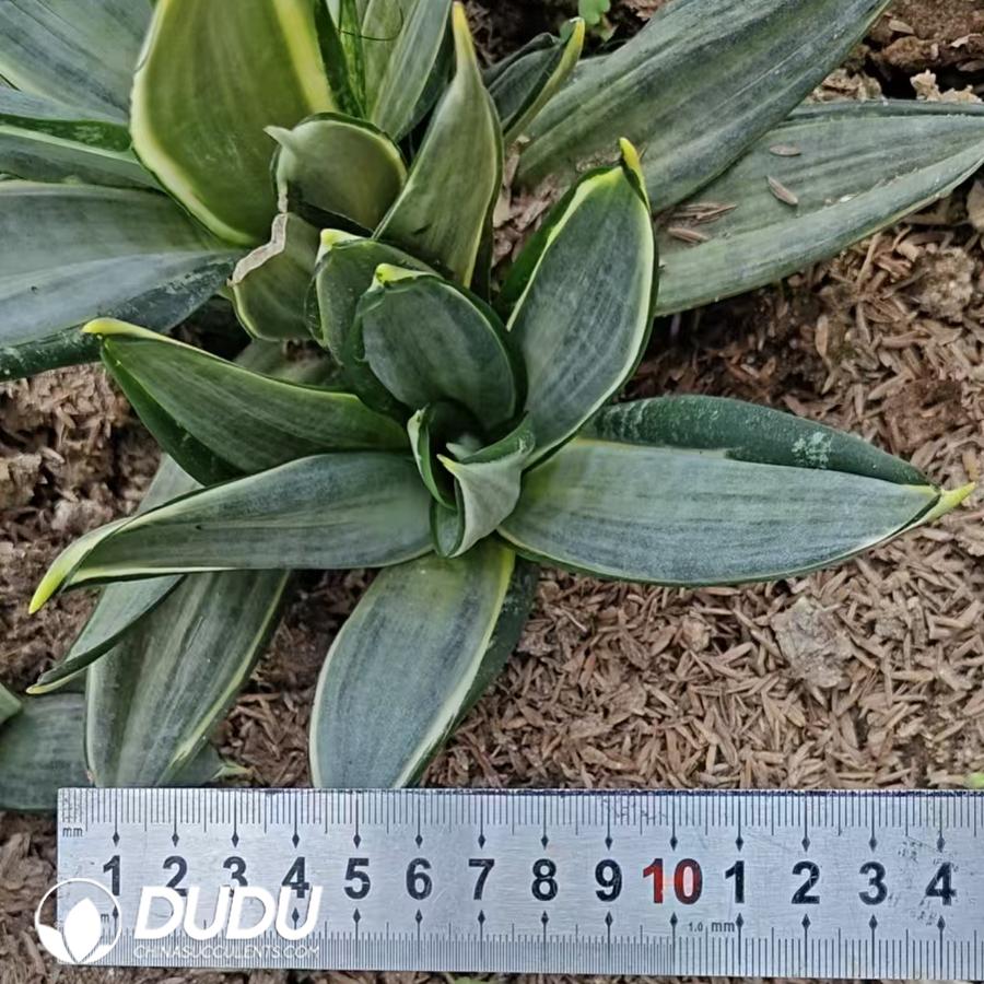 10754D120.jpg Sansevieria Trifasciata 'Whitney' - Image 1