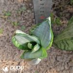 Sansevieria Saudi - Image 2