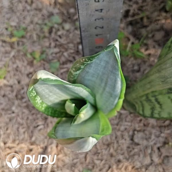 Sansevieria Saudi - Image 2