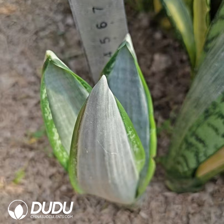 10755D150.jpg Sansevieria Saudi - Image 1