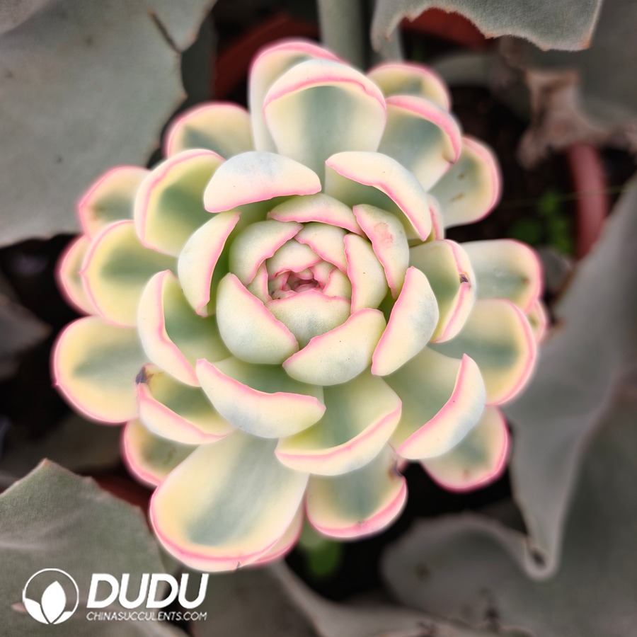 10758D100.jpg (Grafted)Echeveria Sembazuru Variegated - Image 1