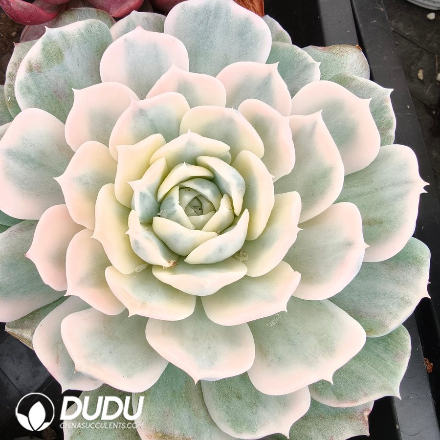 10760D110.jpg Echeveria Red Sun Variegated - Image 1