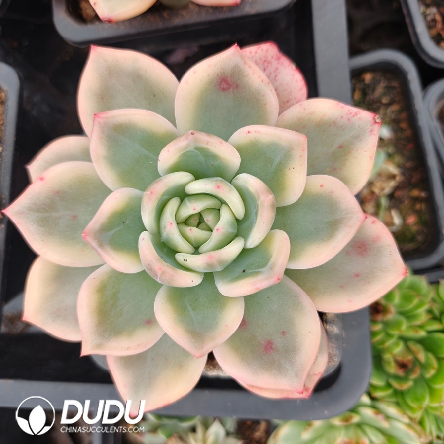 10761D110.jpg Echeveria Elizabeth - Image 1
