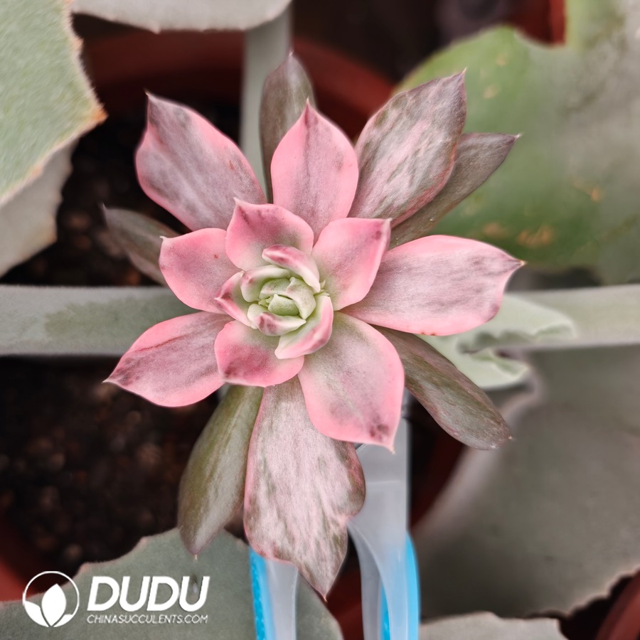 10764D80.jpg (Grafted)Echeveria Black Prince Variation - Image 1