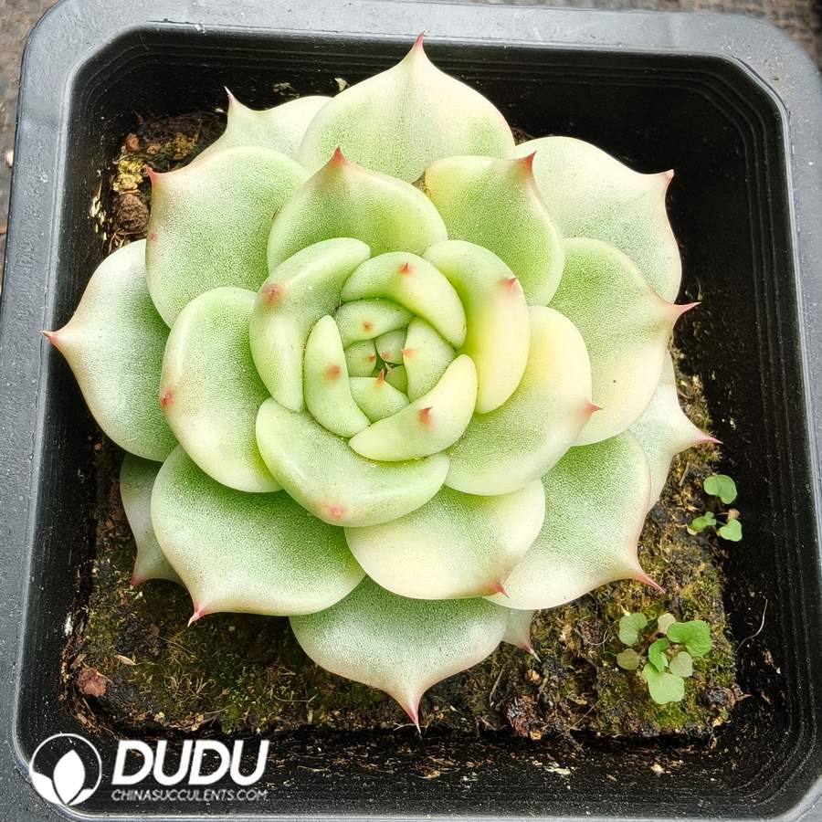 10766D100.jpg Echeveria Blue Dragon Variation - Image 1