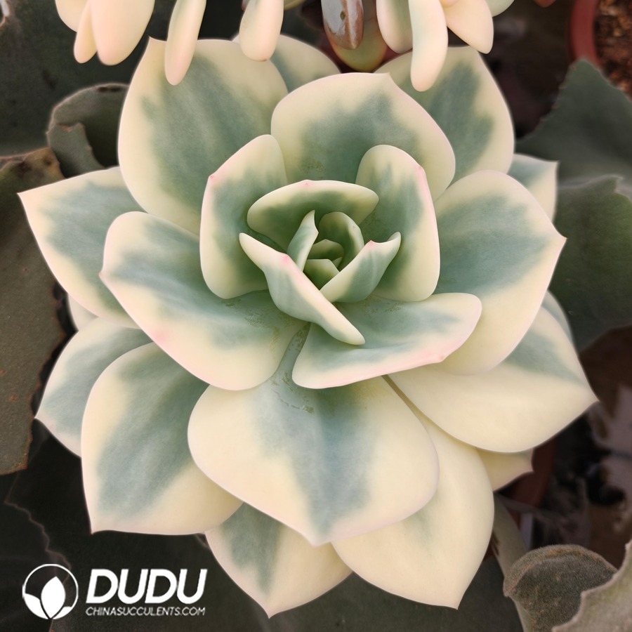 10767D120.jpg (Grafted)Echeveria Hakuhou Variegated - Image 1