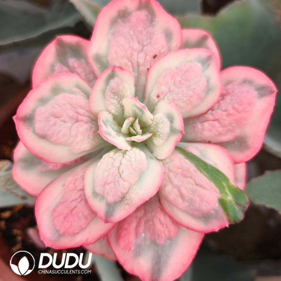 10768D100.jpg (Grafted)Echeveria Baron Bold - Image 1