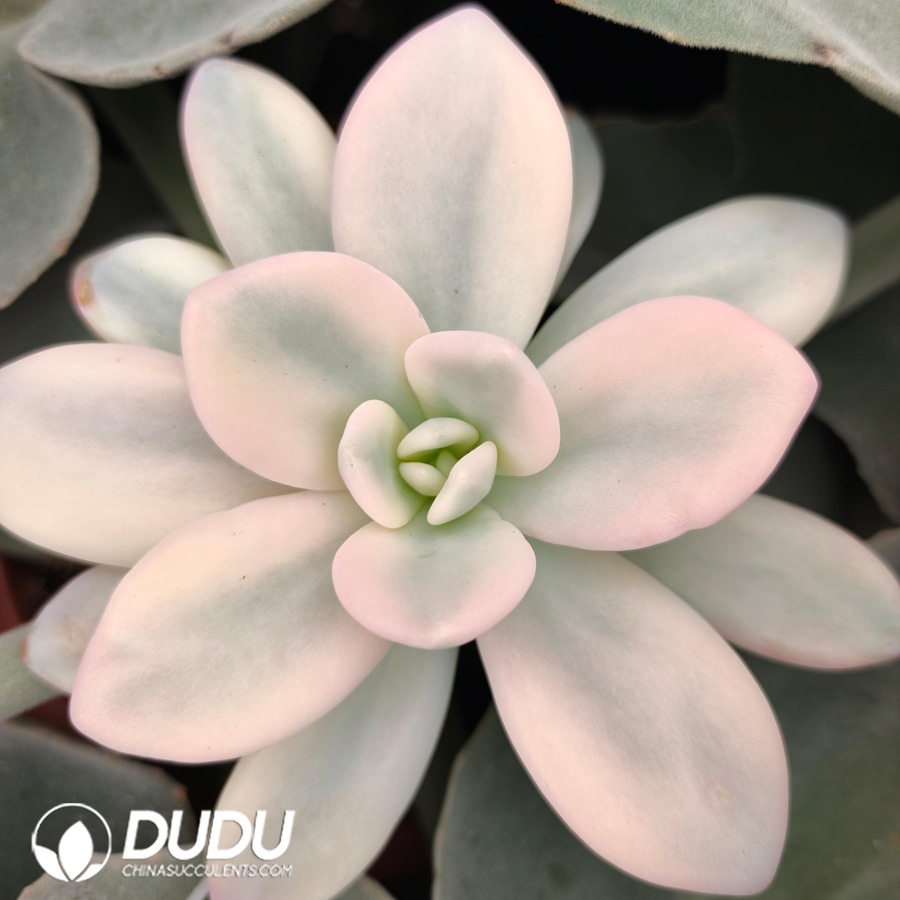 10771D120.jpg (Grafted)Echeveria Pink Rabbit - Image 1