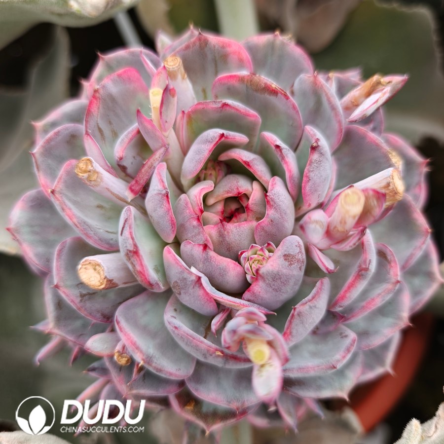 10773D100.jpg (Grafted)Echeveria Blue Witch - Image 1