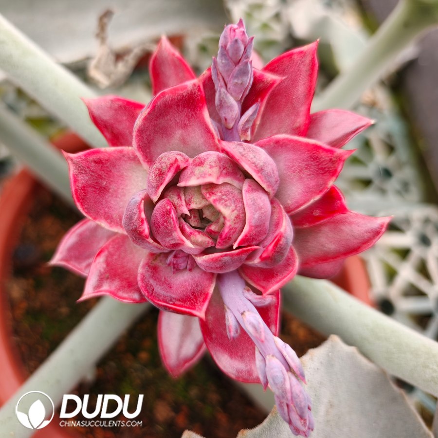 10774D80.jpg (Grafted)Echeveria Bauhinia - Image 1