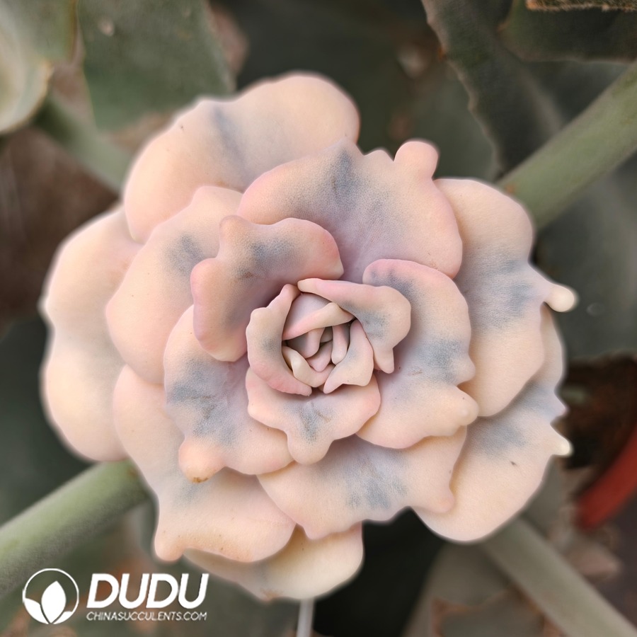 10778D100.jpg (Grafted)Echeveria Ballet Variegated - Image 1