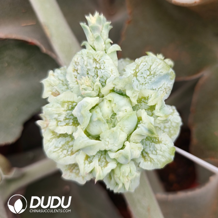 10784D80.jpg (Grafted)Echeveria Seersucker Jenny Hybrid Variegated - Image 1