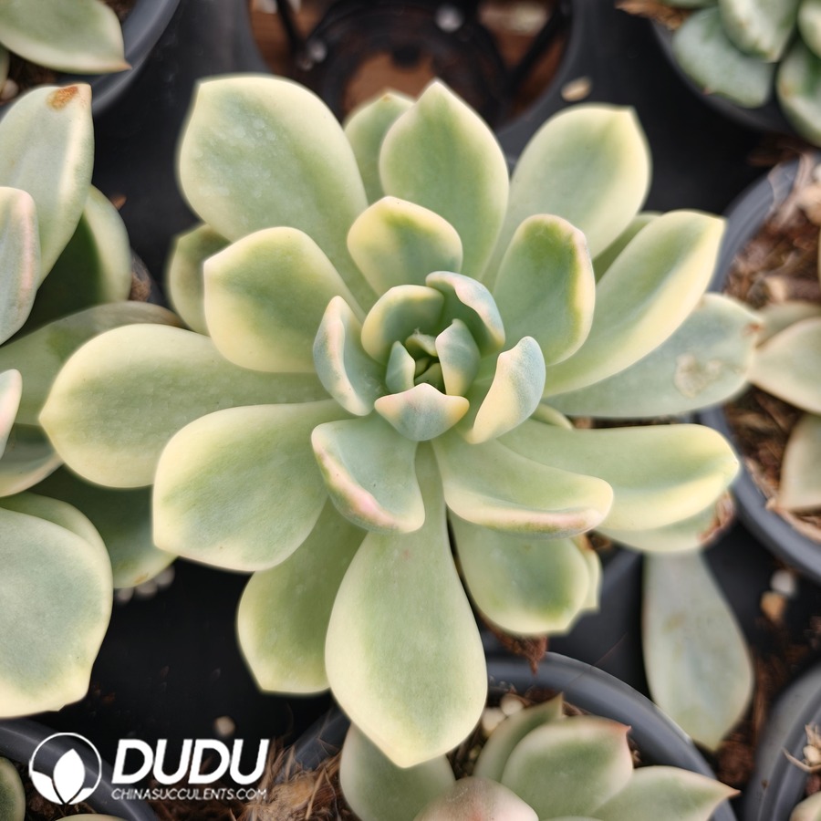 10785D100.jpg Echeveria Orange Variegated - Image 1