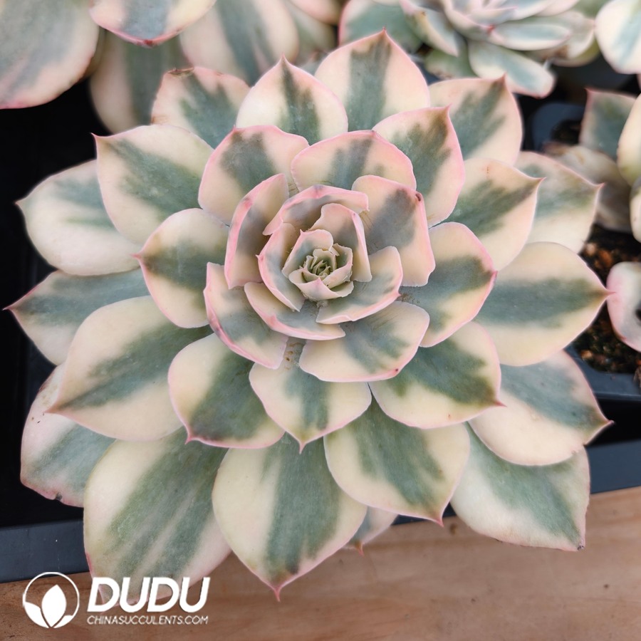 10787D100.jpg Echeveria Pink Variegated - Image 1