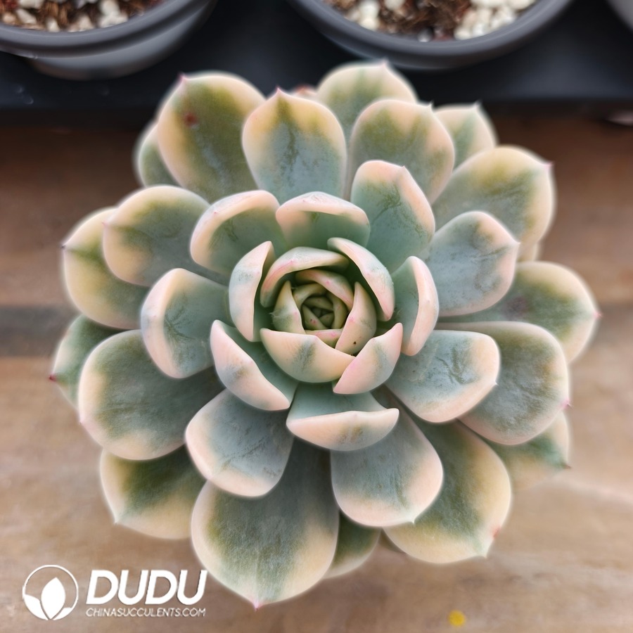 10790D100.jpg Echeveria Pink Lauryn - Image 1
