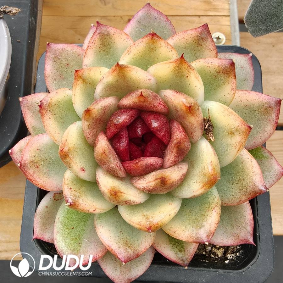 10791D100.jpg Echeveria Black Powder - Image 1