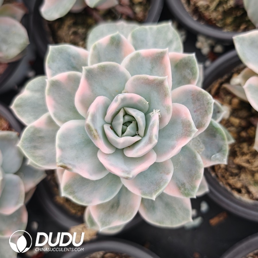 10794D80.jpg Echeveria 'Harry Watson' Variegated - Image 1
