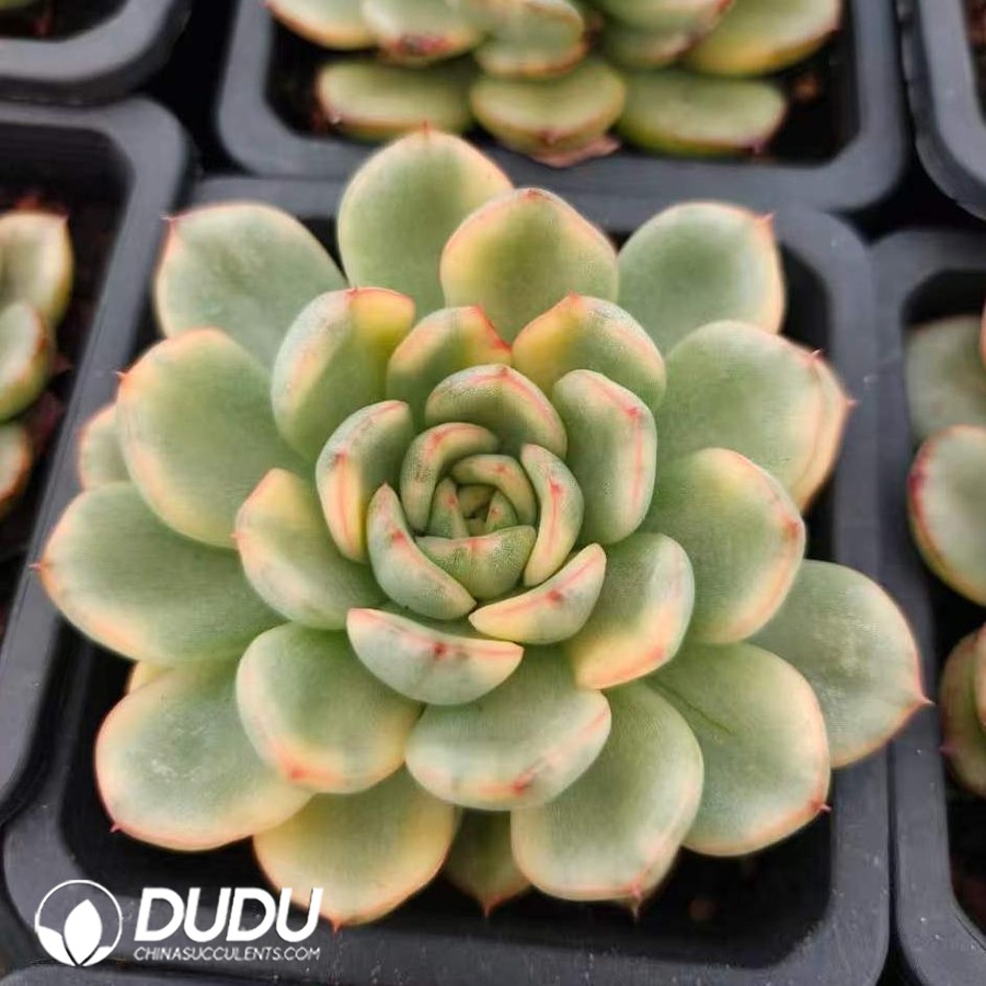 10795D100.jpg Echeveria Puli-lindsayana variegated - Image 1
