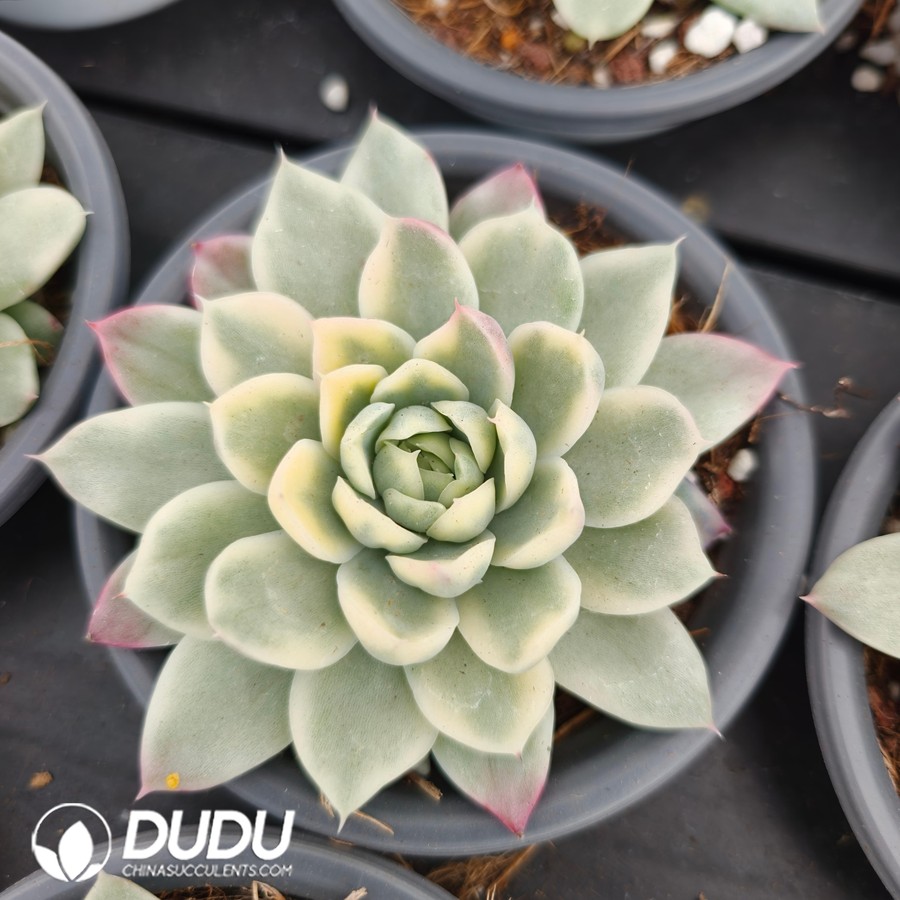 10797D90.jpg Echeveria Egg Yolk Pie - Image 1