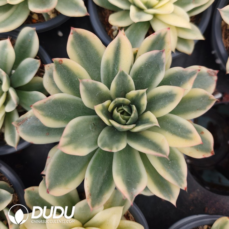 10798D90.jpg Echeveria Sea Wave - Image 1