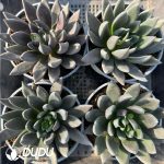 Echeveria Black Knight - Image 2