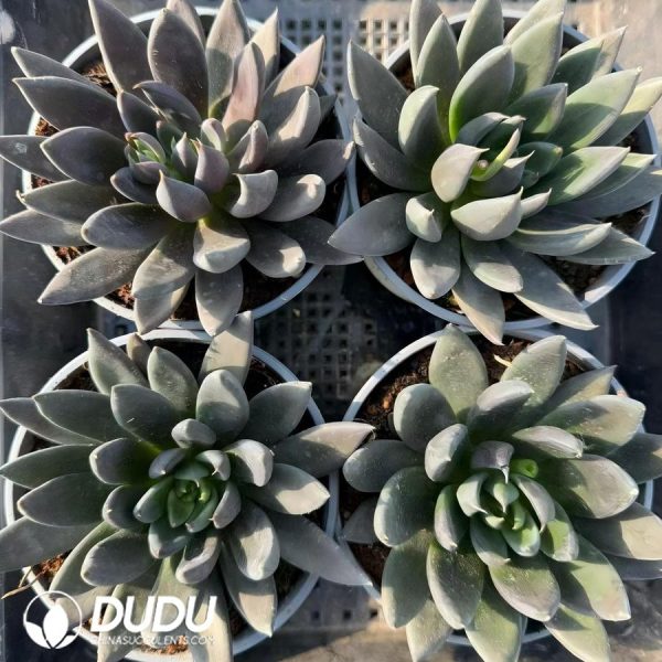 Echeveria Black Knight - Image 2