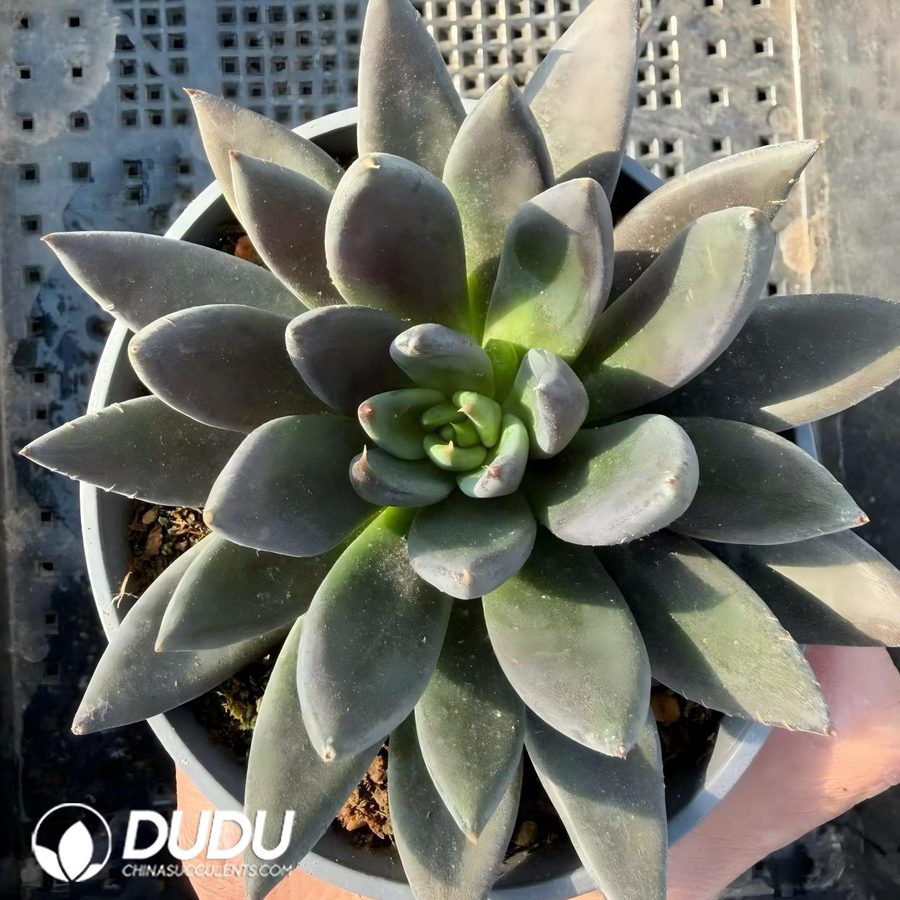 10800D120.jpg Echeveria Black Knight - Image 1