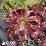 Aeonium Ice Cream Clustering (120mm)