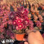 Aeonium Medusa Clustering