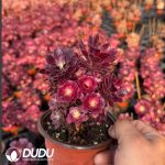 Aeonium Medusa Clustering - Image 2