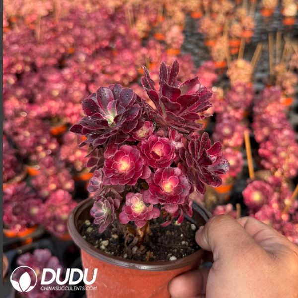 Aeonium Medusa Clustering - Image 2