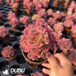 Aeonium Pink Witch Clustering