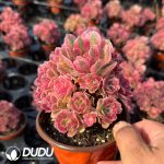 Aeonium Pink Witch Clustering - Image 2