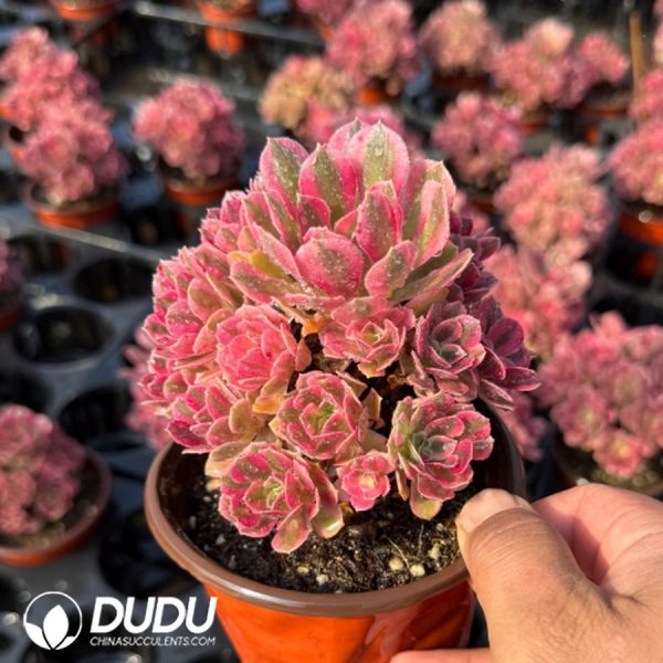 Aeonium Pink Witch Clustering - Image 2