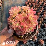 Aeonium Red Copper White Clustering