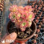 Aeonium Red Copper White Clustering - Image 2